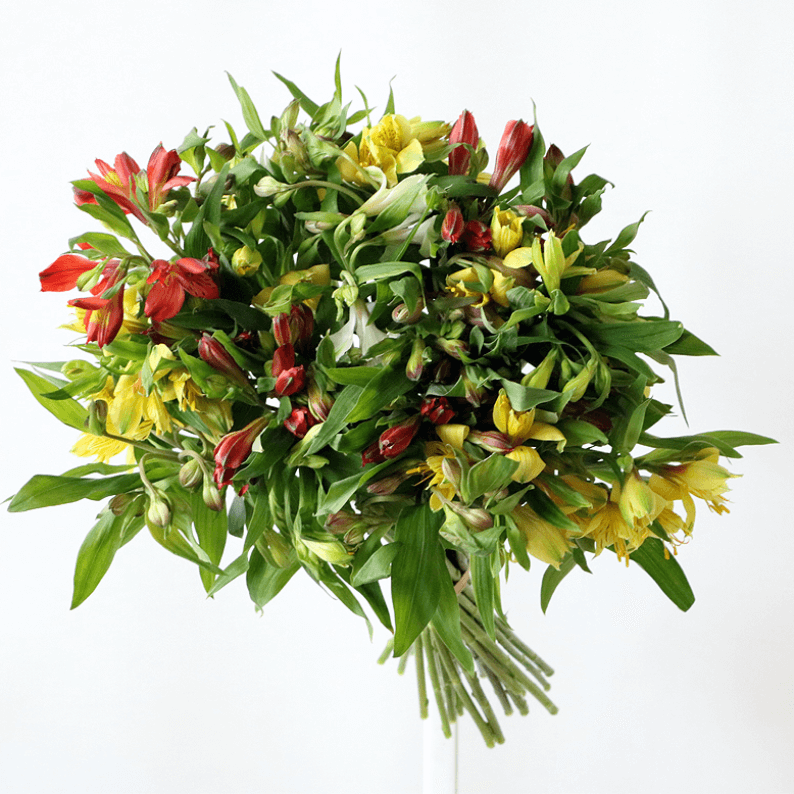25 stems Alstroemeria mixed colour alstroemeria