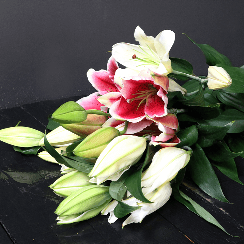 Lily 14 stems pink and white color_2 Pink and White mixed lily’s