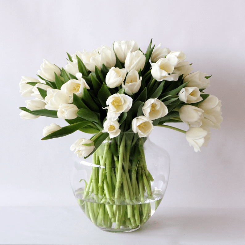 Weekly Flower Subscription 2 vases_1 white tulips in a glass vase