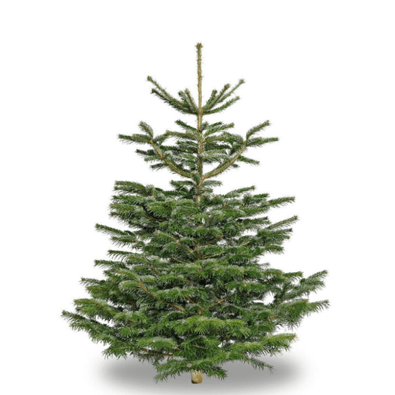 Christmas Medium tree Medium Christmas tree