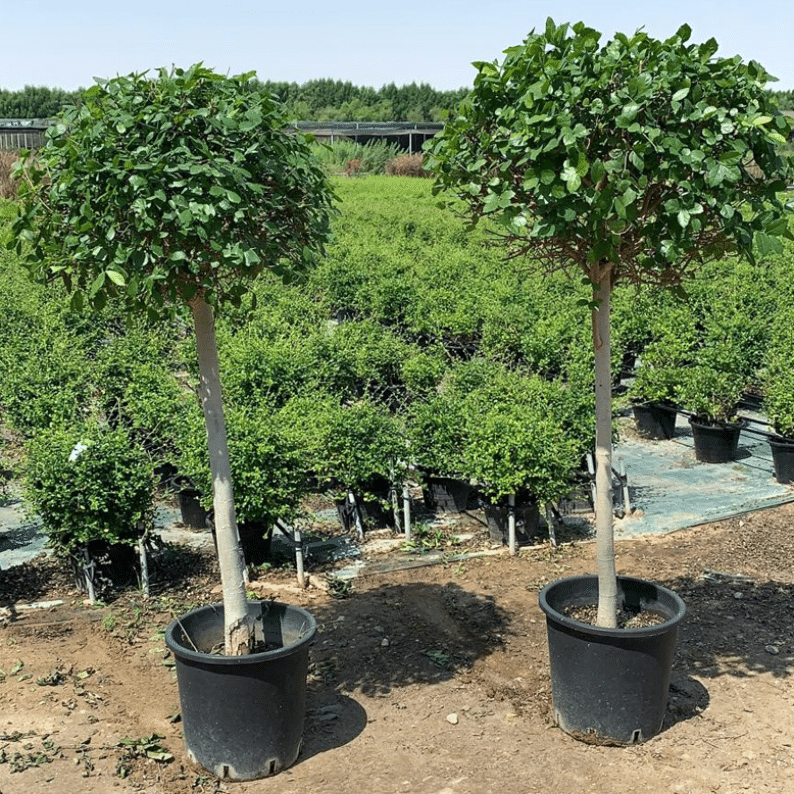 Two Streblus Plants 1 Streblus trees