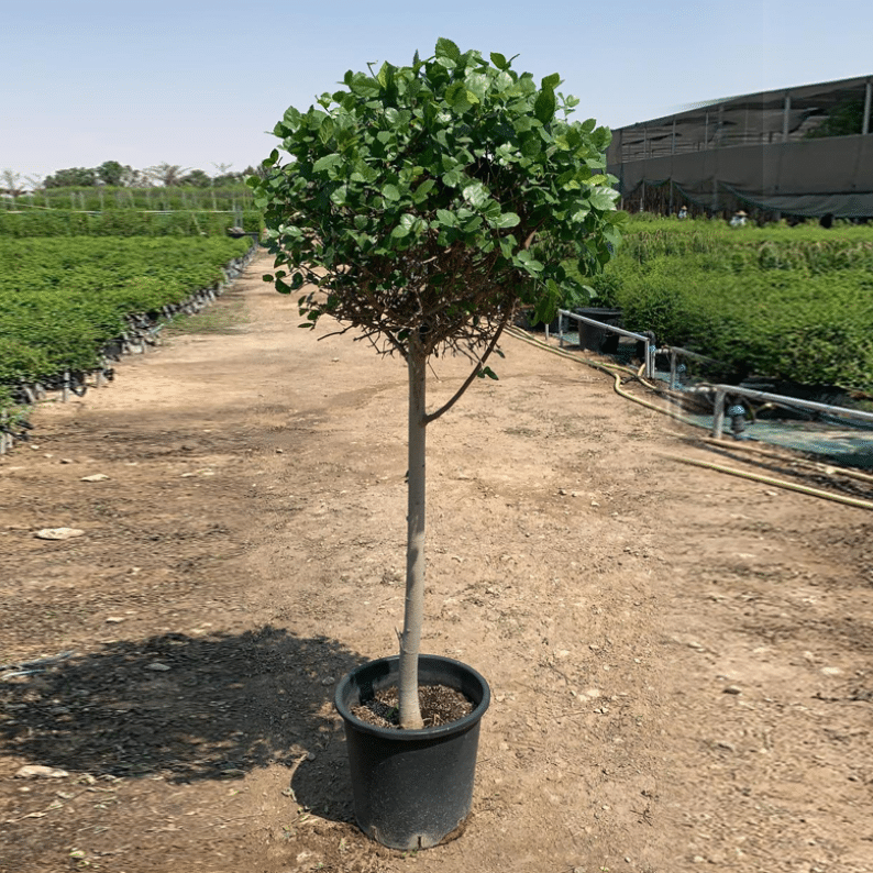 Two Streblus Plants streblus tree