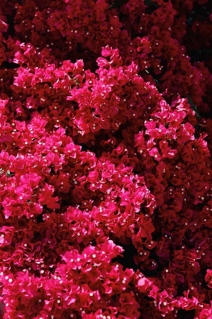 The Meaning of Roses 23 Fragrant Colourfull Garden