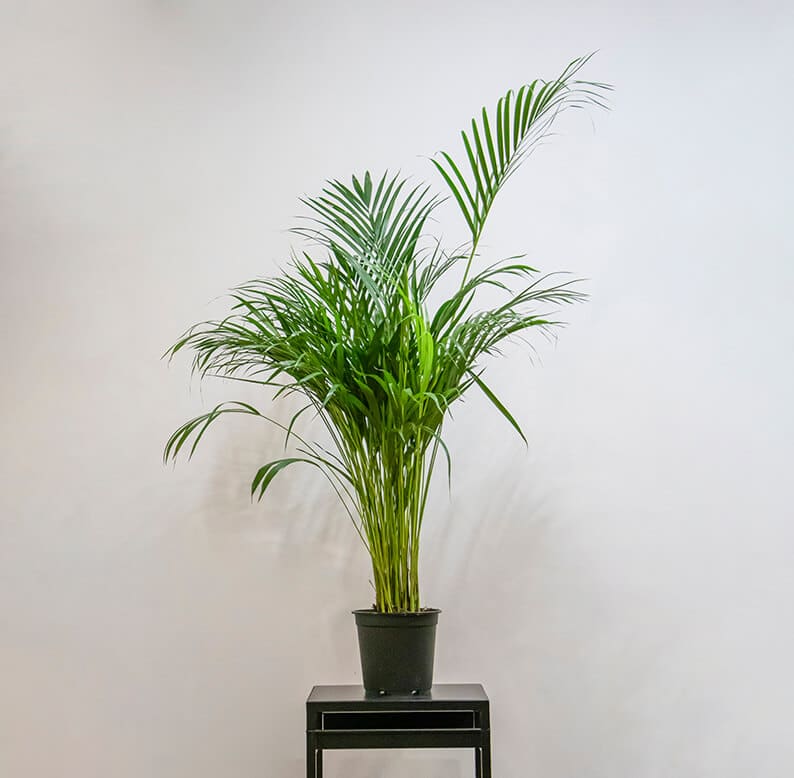 Areca Palm Without Pot Areca Palm plant Without Pot