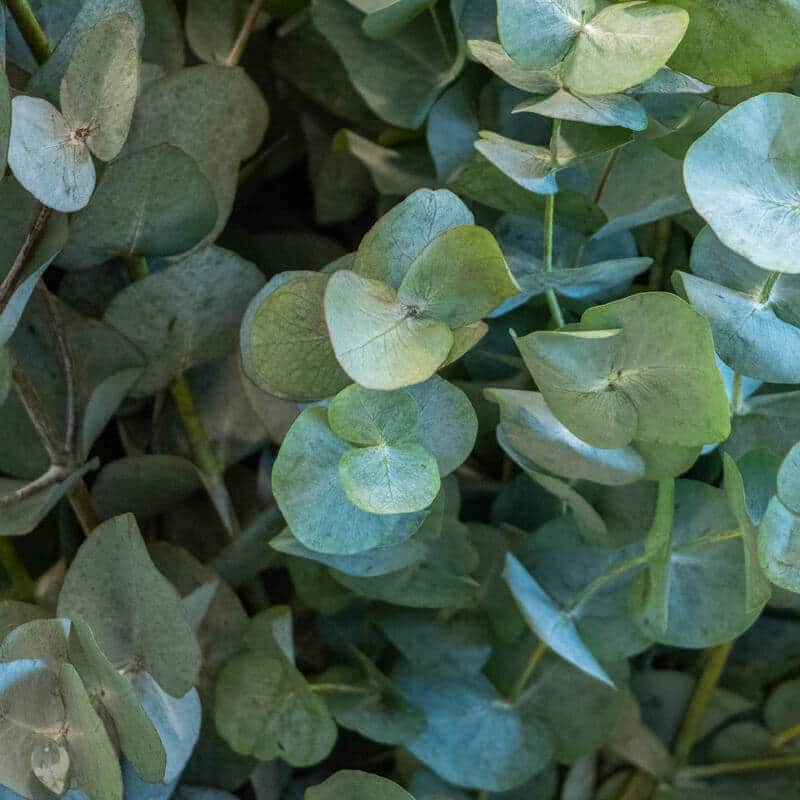 Eucalyptus 1 Close up of Eucalyptus
