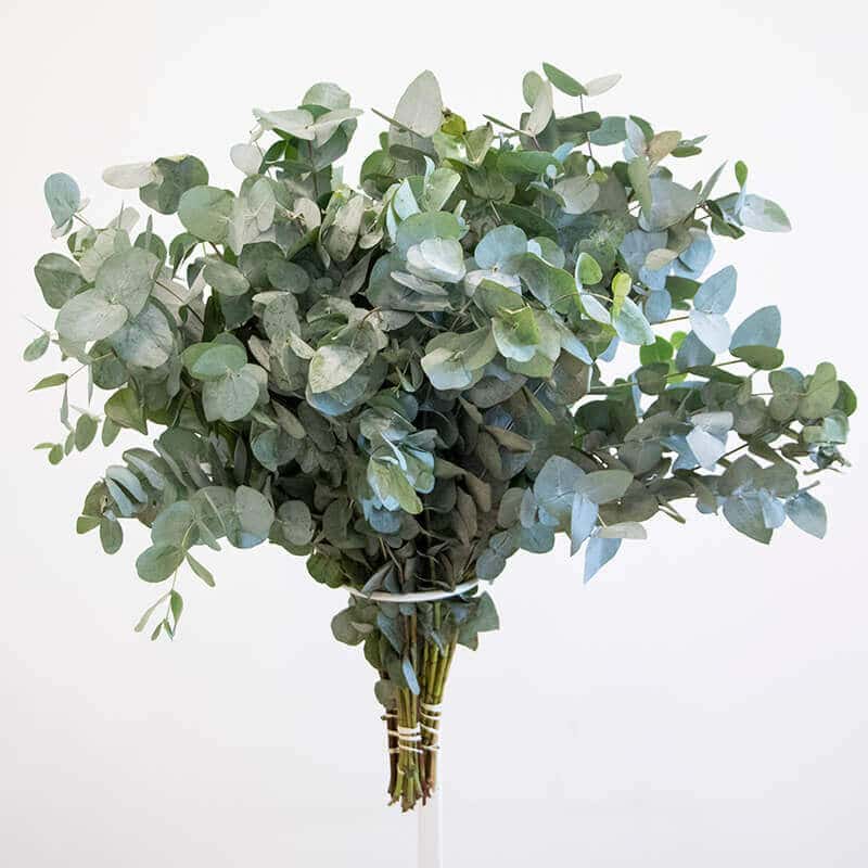 Eucalyptus Eucalyptus plant
