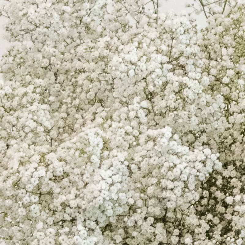 Gypsophelia 1 Gypsophelia close up