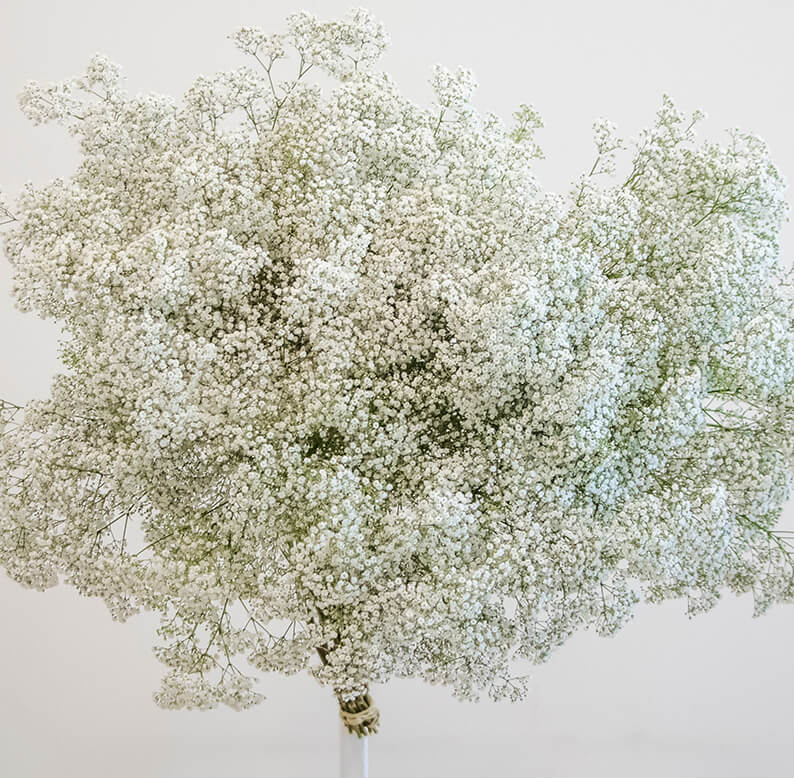 Gypsophelia Gypsophelia