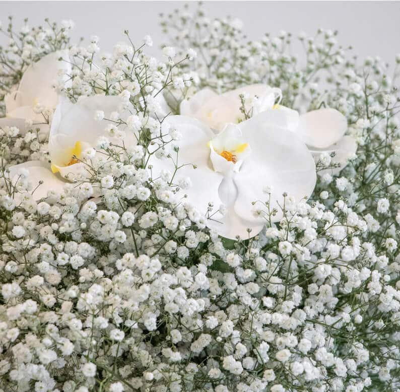 Nisira 1 close up of gypsophelia and phalaenopsis