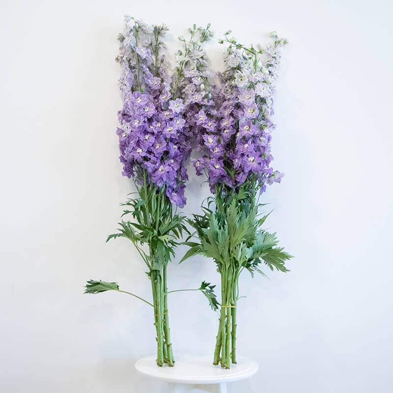 Purple Delphiunium Purple delphinium