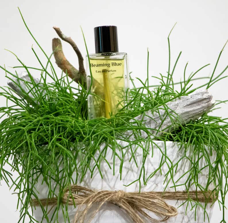 Rhipsalis and Perfume 1 Rhipsalis and Perfume close up