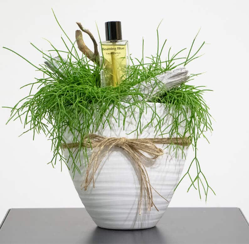Rhipsalis and Perfume Rhipsalis and perfume