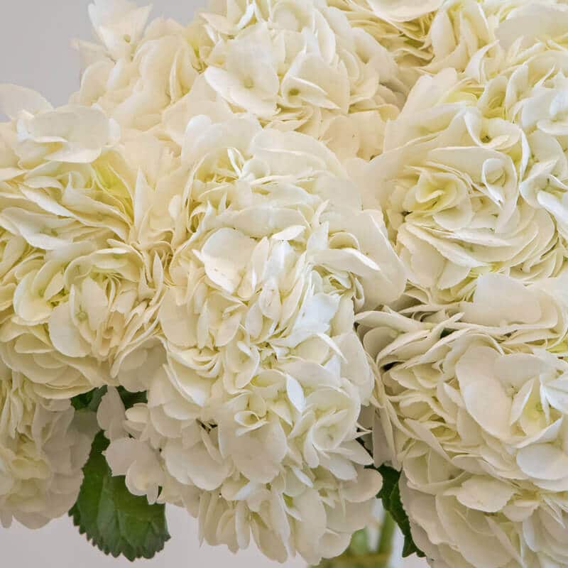 White Hydrangea 1 White hydrangea close up