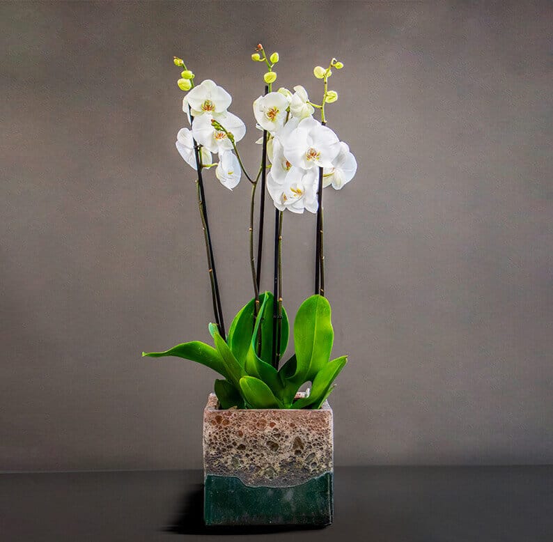 wo White Phalaenopsis Orchids in a Textured Pot orchids in a pot