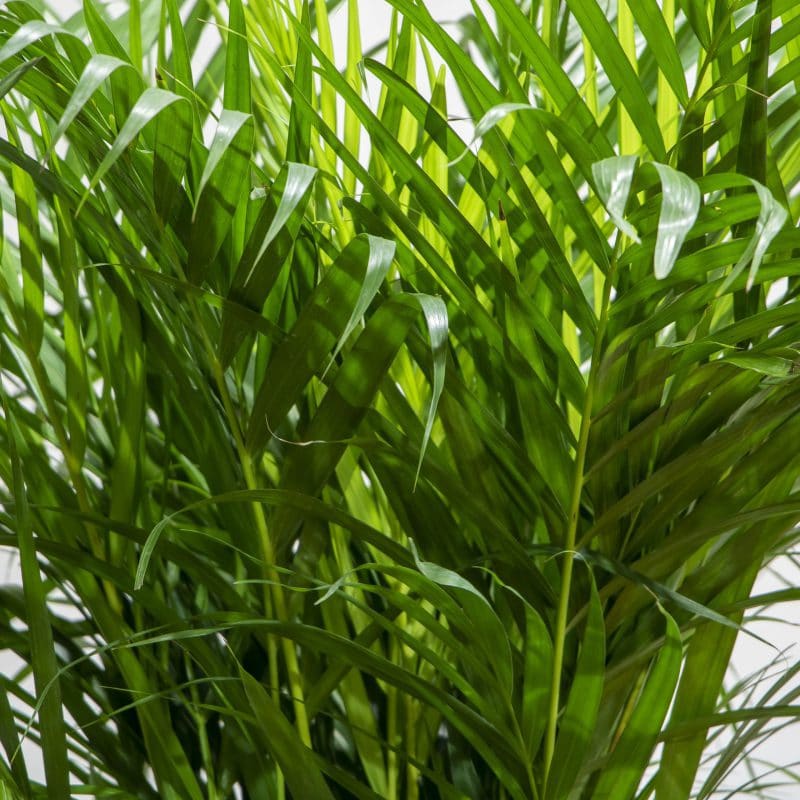 areca palm close up areca palm close up