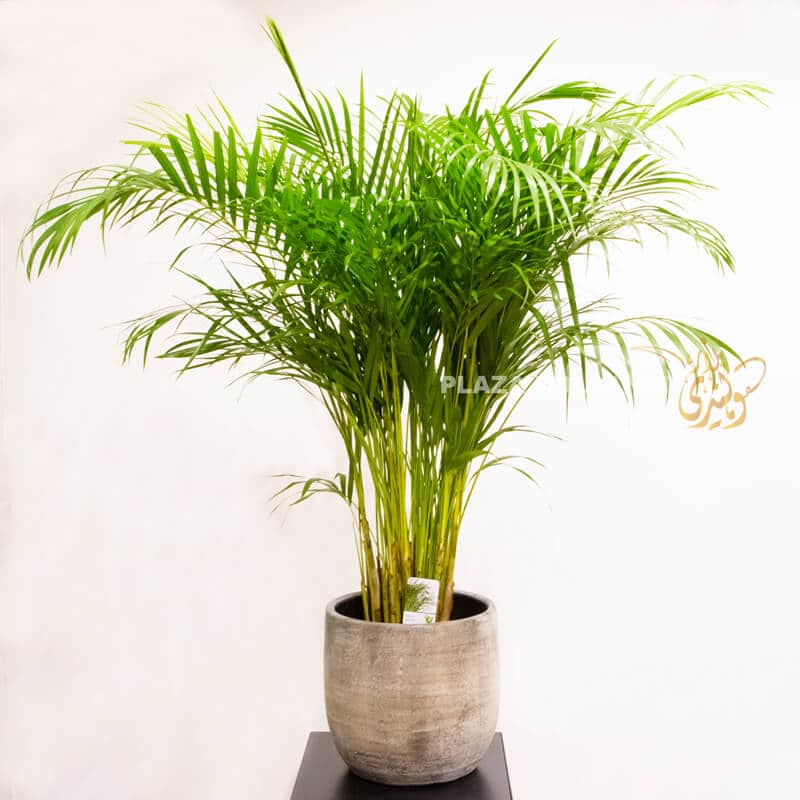 Arca Areca palm