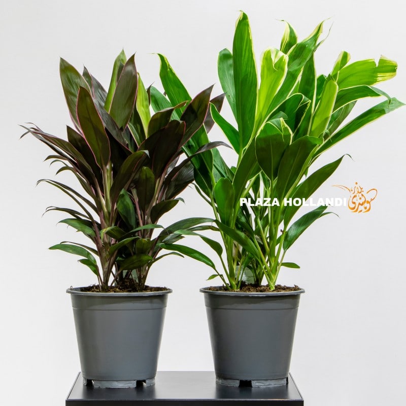 Cordyline Variegated Cordyline
