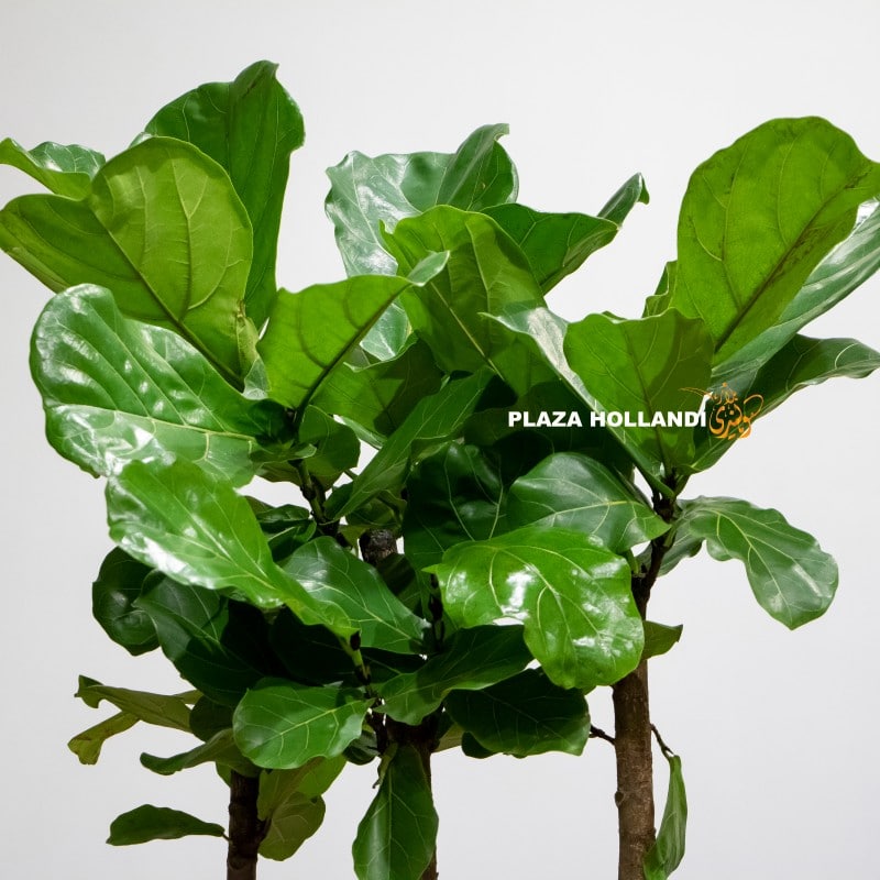 fiddle leaf fig tree fiddle leaf fig tree close up