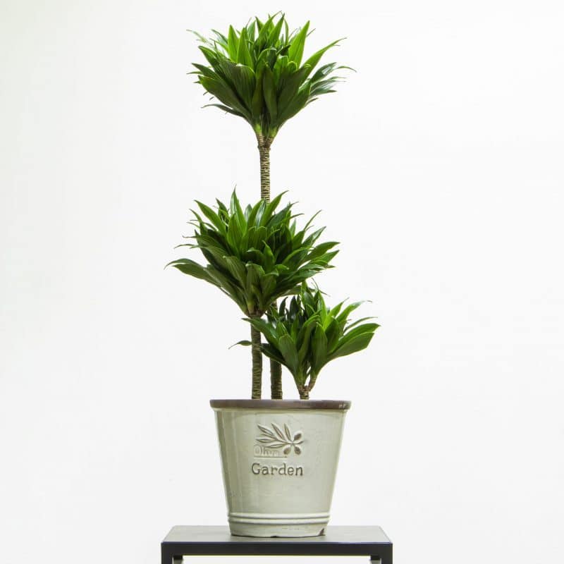 Dracaena Compacta Dracaena Compacta in a pot