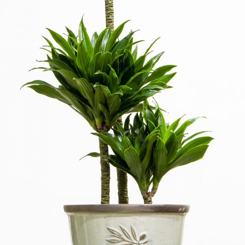 Dracaena Compacta close up of Dracaena Compacta