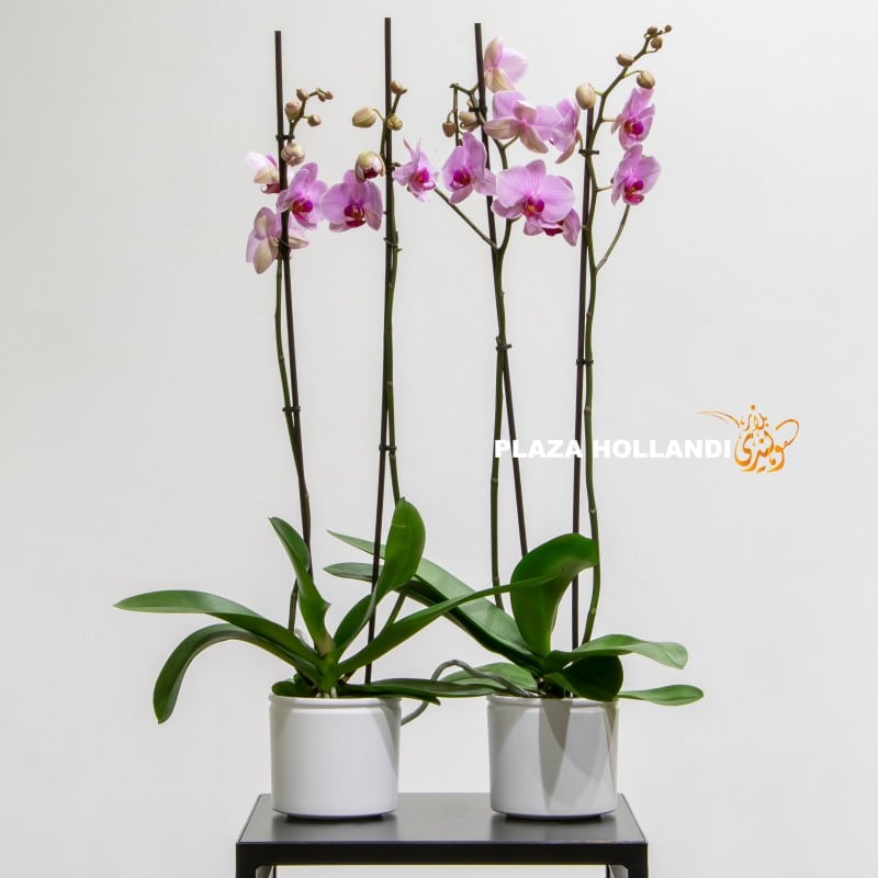 Pink orchids Pink orchids