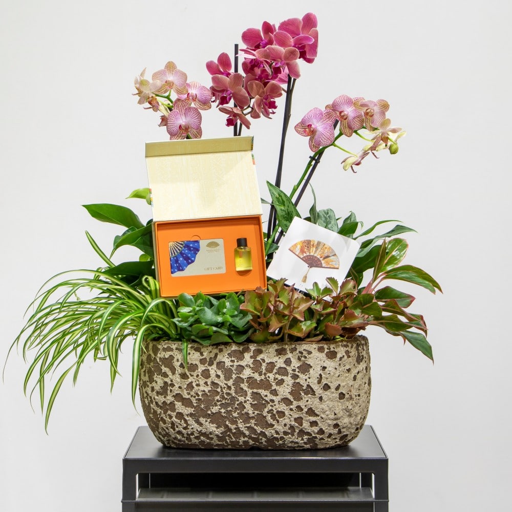 MANDARINE 4 plant Phalaenopsis orchids in a pot with the mandarin oriental voucher