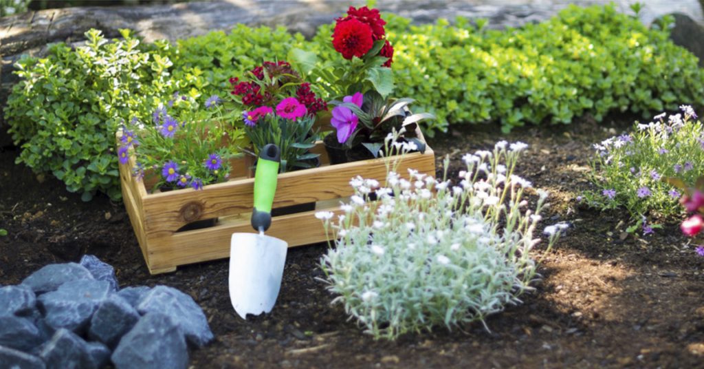 The Meaning of Roses 21 Gardening Outdoor plants