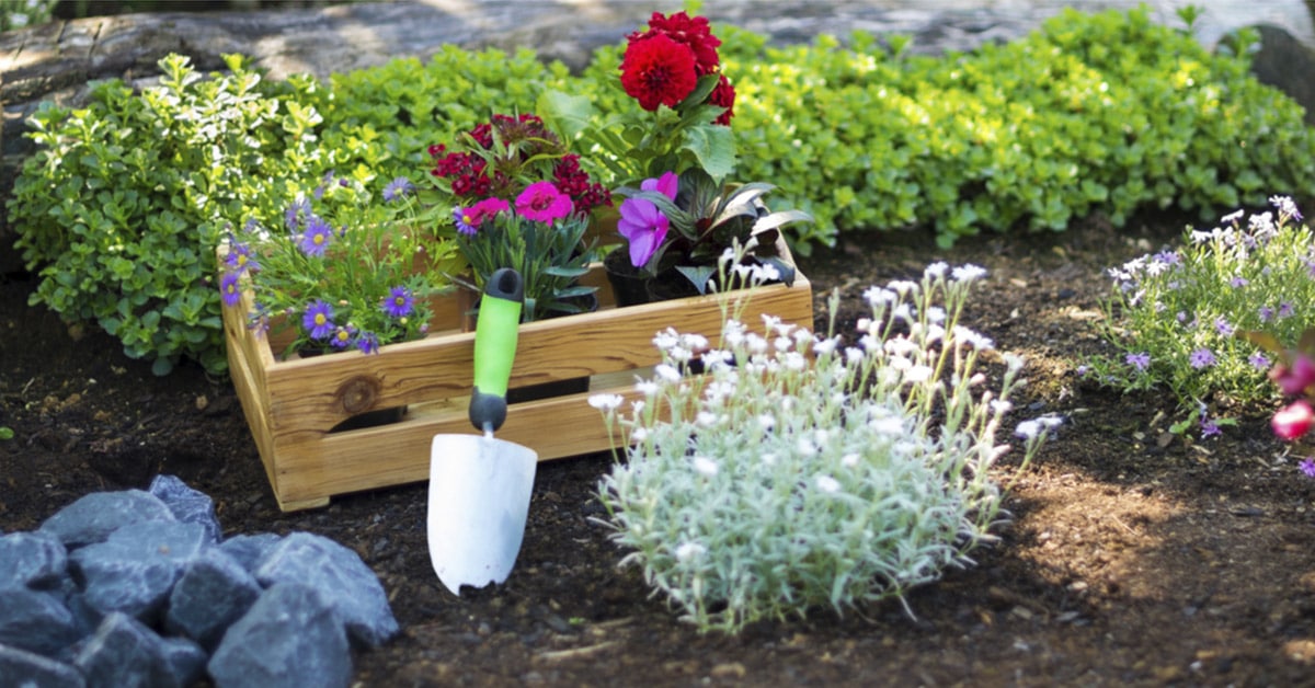 Gardening Outdoor plants