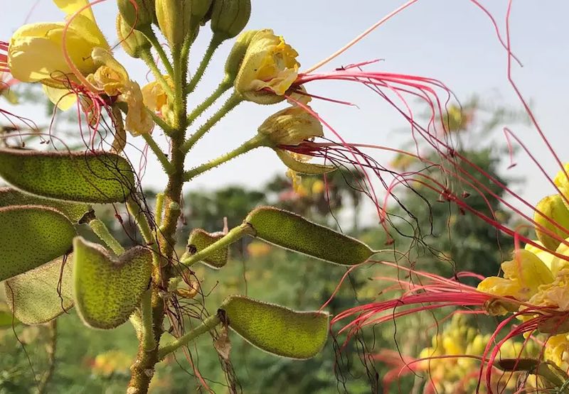 Outdoor plant