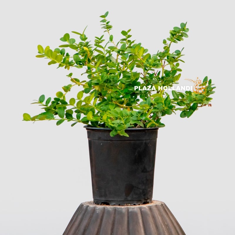 Carissa Microcarpa plant Carissa Microcarpa plant