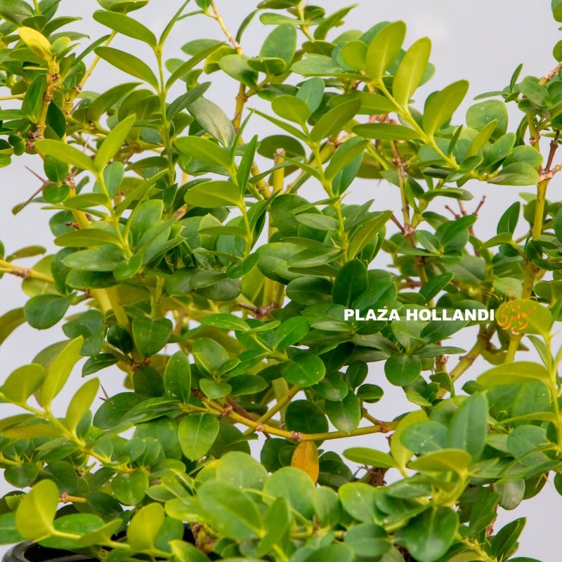 Carissa Microcarpa plant Close up of Carissa Microcarpa shrub plant