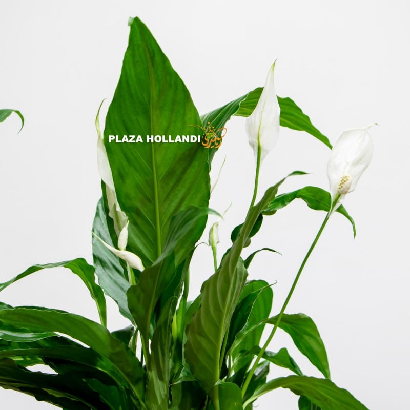 4.1 (3) close up of peace lily