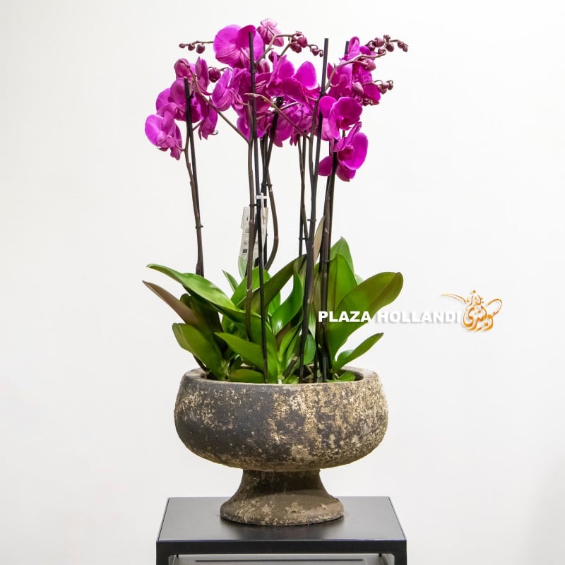 Purple phalaenopsis orchids in a pot Purple phalaneopsis orchid plant in a pot