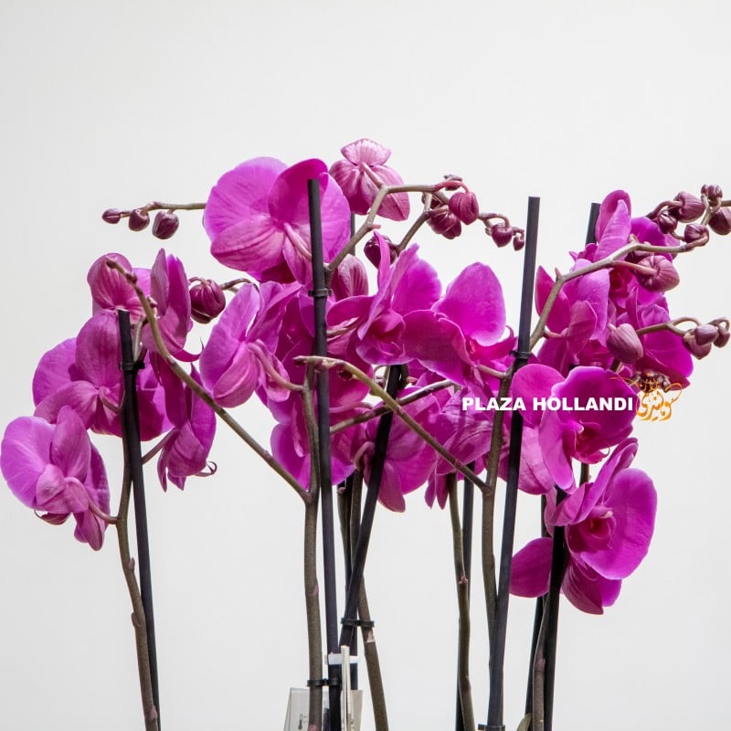 7.1 (2) Purple phalaenopsis orchids