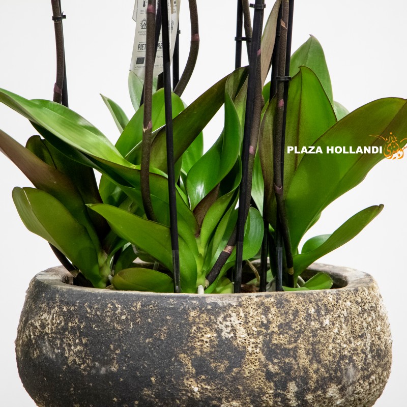 7.2 (2) close up of pot and orchid plant leaves