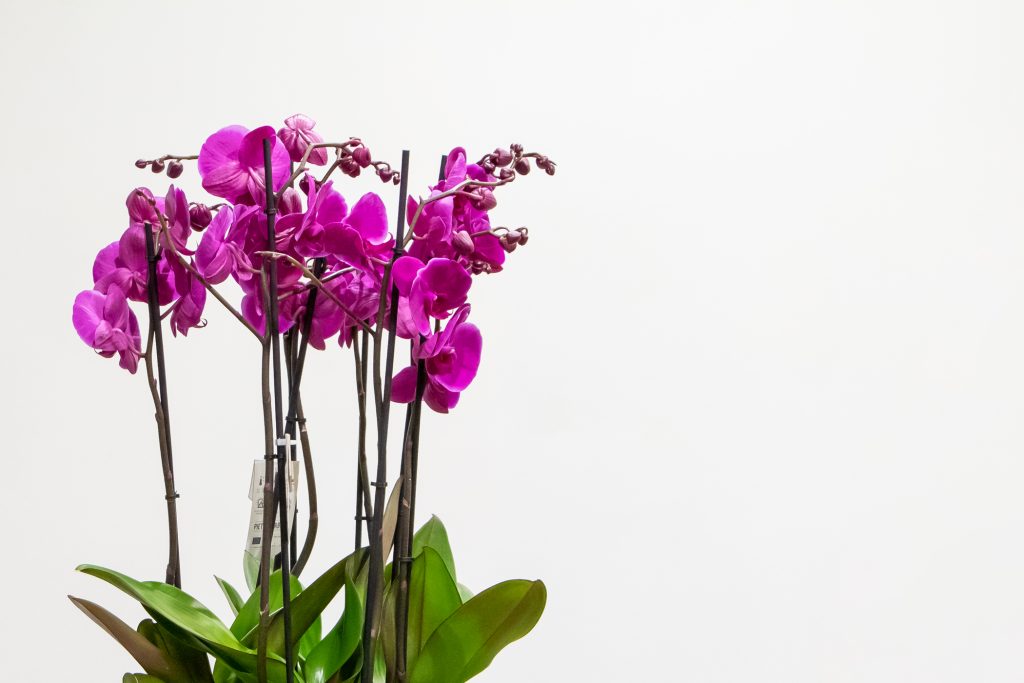 The Meaning of Roses 21 banner 2