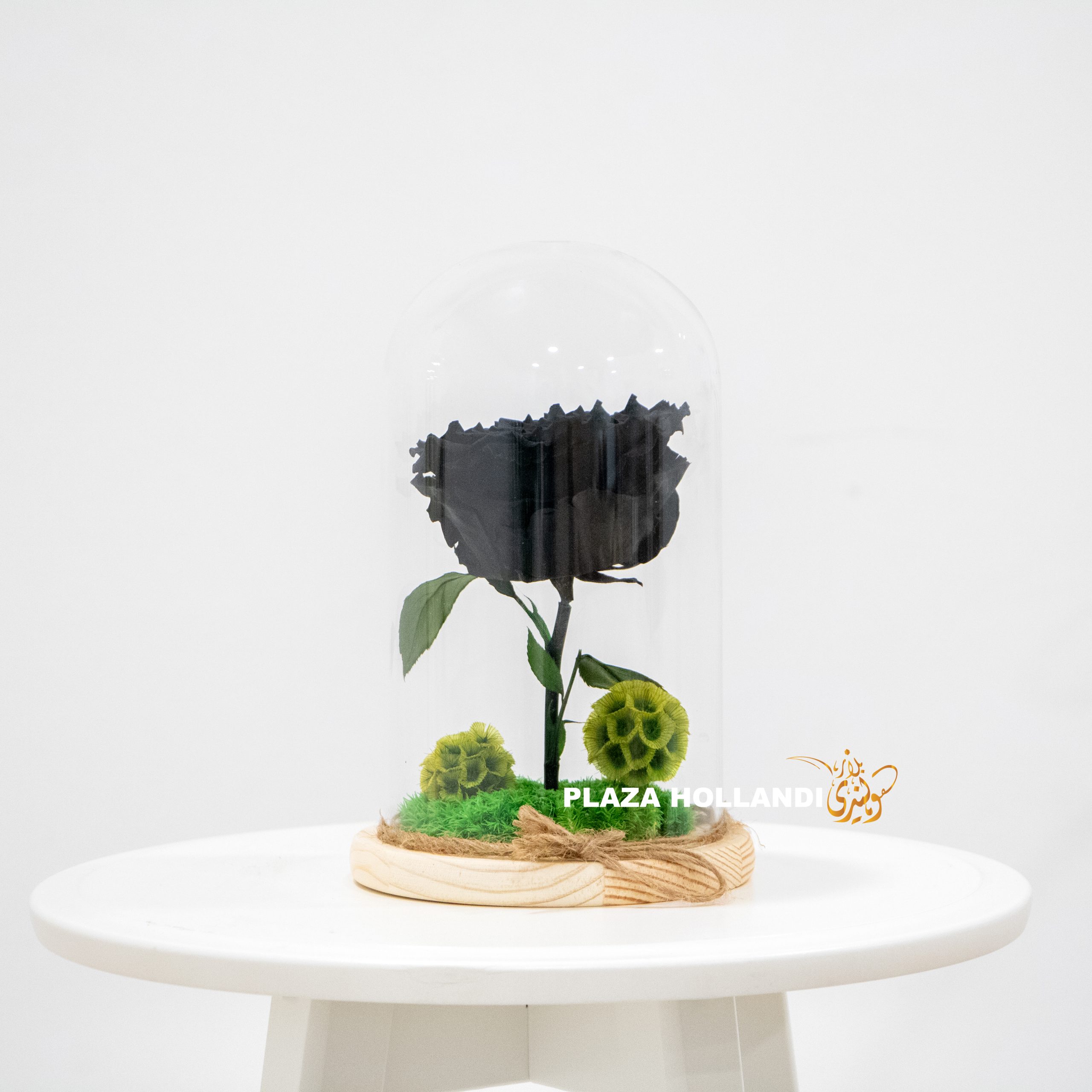 1 black preserved rose in a cloche