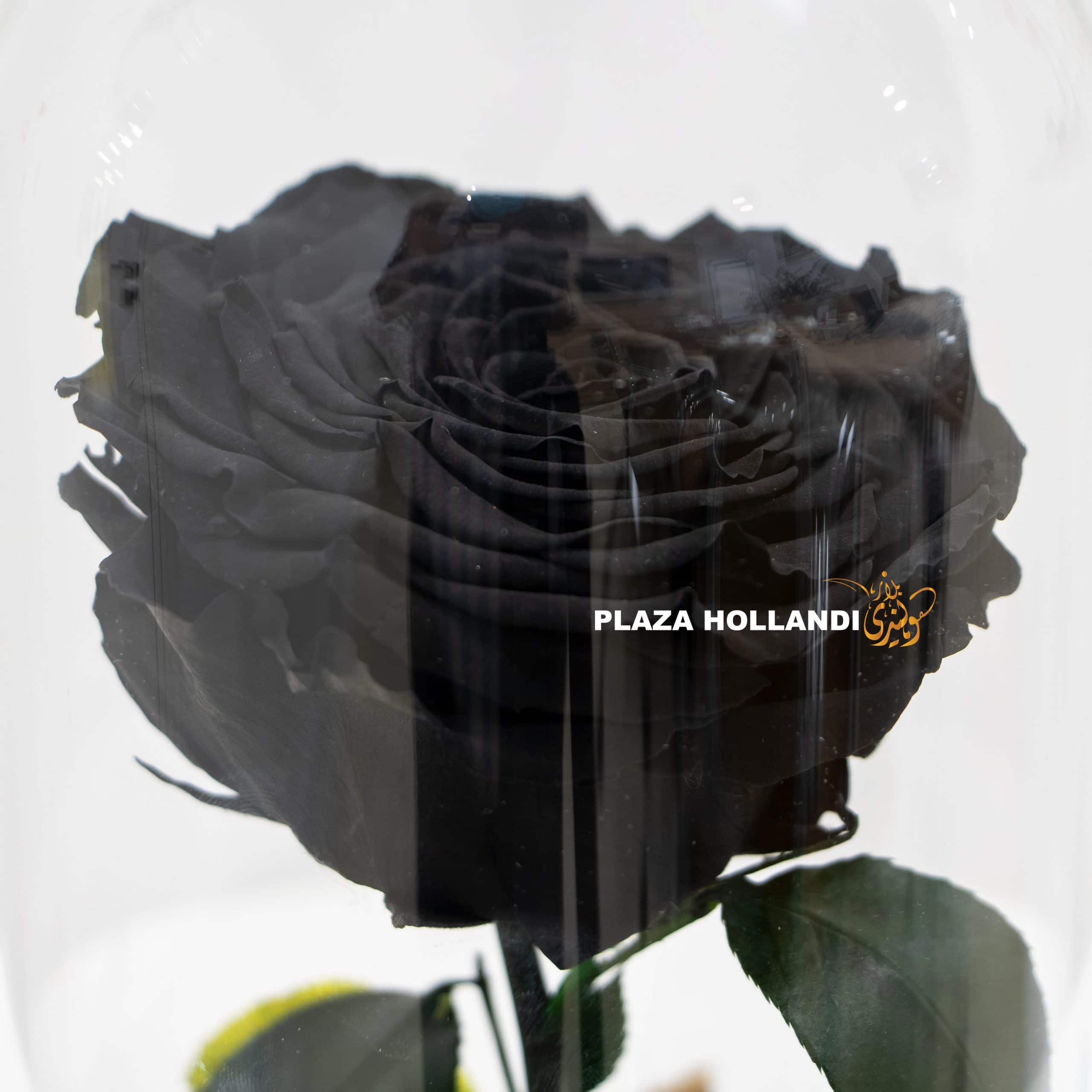 1.1 Close up of black preserved rose