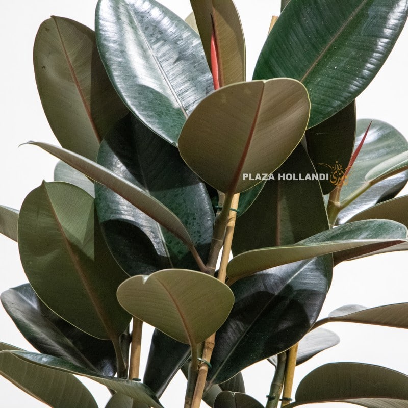 2.1 close up of a ficus plant