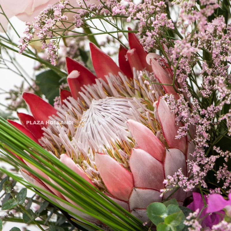 2.3 close up of protea flower