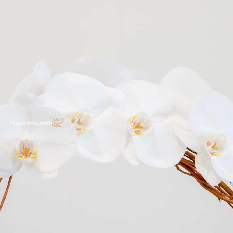 2.4 white phalaenopsis
