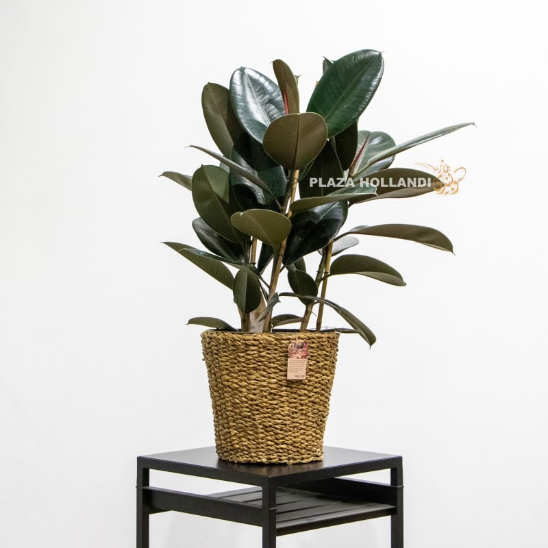 2 Ficus elastica plant with wicker pot