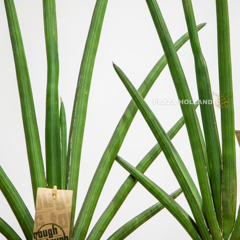 3.1 close up of Sansevieria
