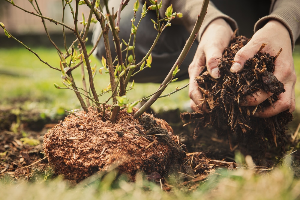 planting a tree