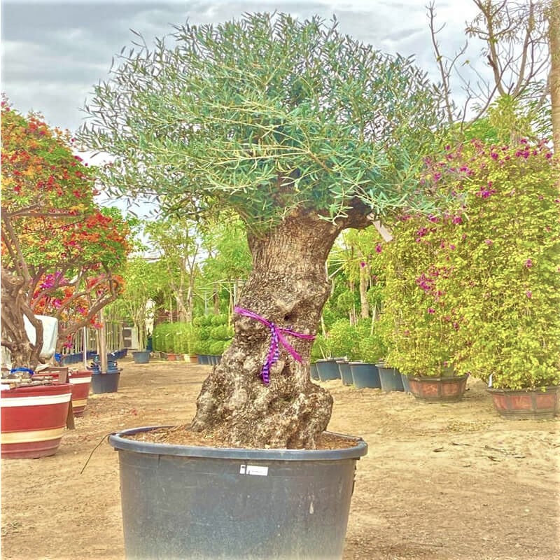 B olive tree