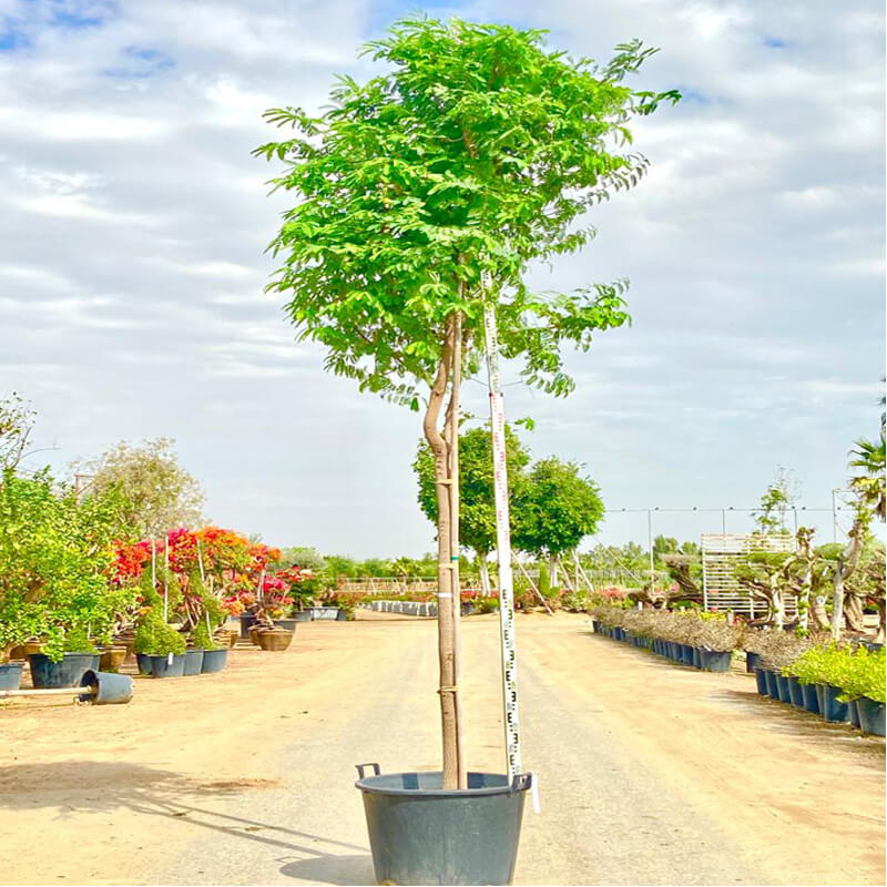 Tamarindus Indica Tree Tamarindus Indica Tree