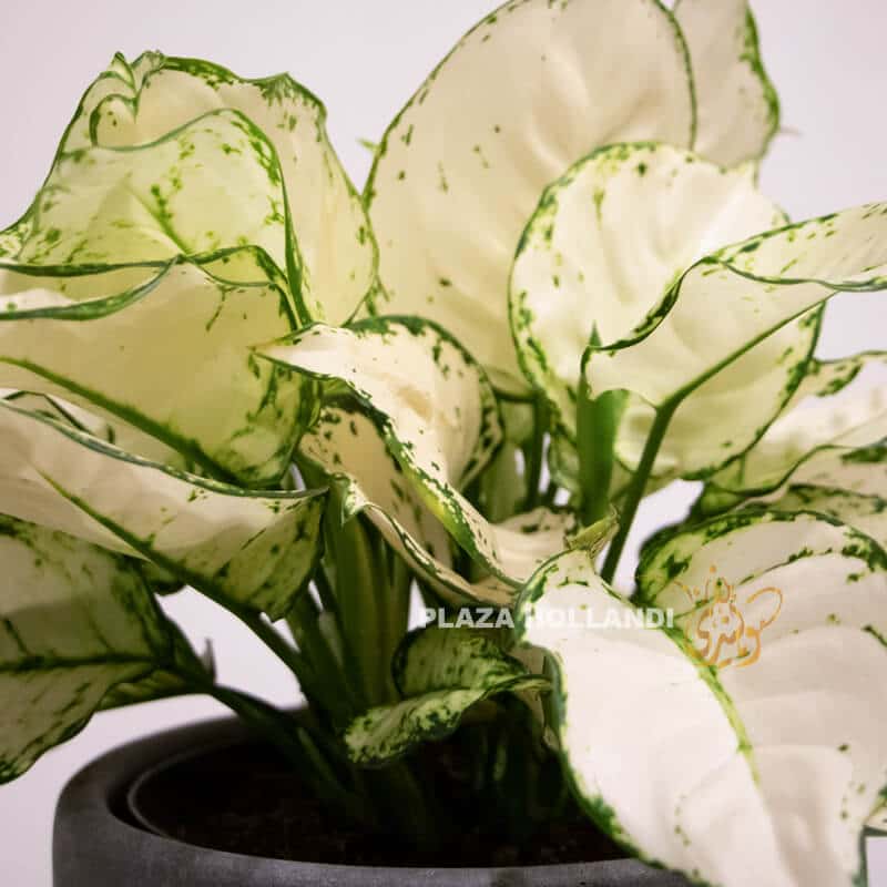 Aglaonema White Aglaonema plant close up
