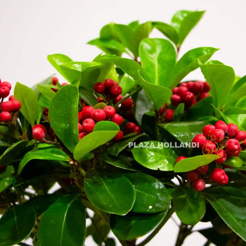 Close up of ilex bush close up of Ilex berries plant