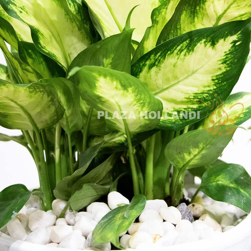 Dieffenbachia close up 2 dieffenbachia
