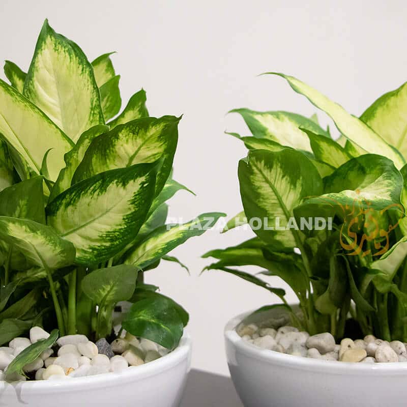 Dieffenbachia close up dieffenbachia